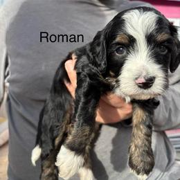 Roman - Tri-color male Bernedoodle puppy in Eagle Mountain, Utah from Liberty Farms Puppies