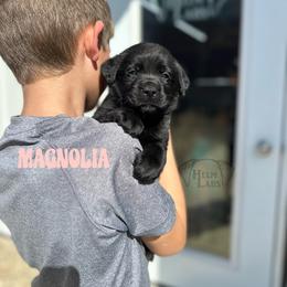 Magnolia - Black female Dilute Retriever puppy in Forest City, Iowa from Helm Labs