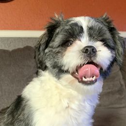 Renny - Shih Tzu