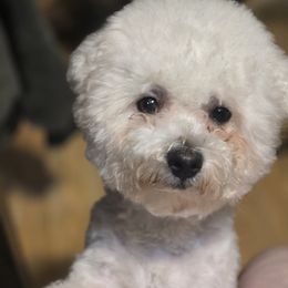 Cosmo - Bichon Frise