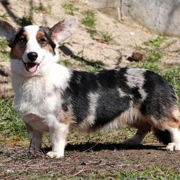 Tiffany - Blue merle and white female Cardigan Welsh Corgi puppy in Las Vegas, Nevada from Victory Crown