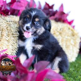 Rembrandt - Black tri male Toy Australian Shepherd puppy in Granbury, Texas from Best Little Aussies