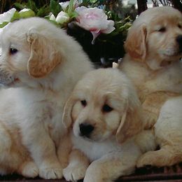 Golden Retrievers from Costadoro Golden Retrievers