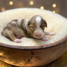Talon - Red merle male Australian Shepherd puppy in Statesville, North Carolina from Charming Australian Shepherds