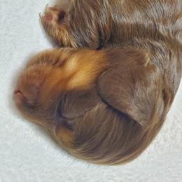 Fauna - Chocolate and tan female Dachshund puppy in Mountain Grove, Missouri from Callaway Country Dachshunds