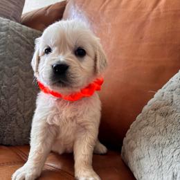 Orange boy - Light golden male Golden Retriever puppy in Pahrump, Nevada from Southern Nevada Goldens