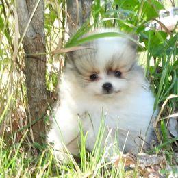 Pomeranian and Shichon Puppies from Smallstar puppys