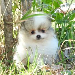 Pomeranian and Shichon Puppies from Smallstar puppys