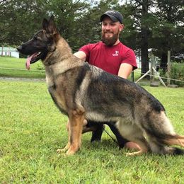 Wynonna - German Shepherd