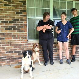 Border Collie Puppies from Cullins Collies