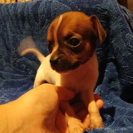 Leo - Chocolate and white male Chihuahua puppy in Federalsburg, Maryland from Mobley Chihuahuas