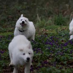 Berger Blanc Suisse Puppies from Moro Shepherds