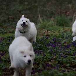 Berger Blanc Suisse Puppies from Moro Shepherds