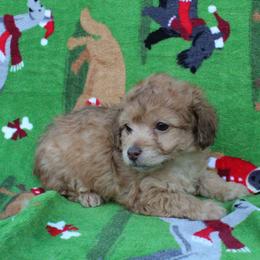 Joy - Apricot female Poodle puppy in Greenville, South Carolina from Wendy's House Of Poodles LLC