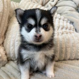 Aurora - Black and white female Pomsky puppy in Valparaiso, Indiana from Valparaiso Pomskys