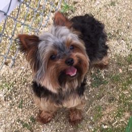 Ollie - Yorkshire Terrier