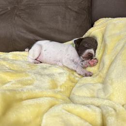Green - Liver and white male German Shorthaired Pointer puppy in Union Hall, Virginia from Rustic Creek Farms