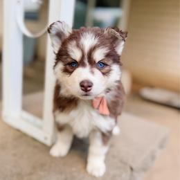 Wren - Chocolate female Pomsky puppy in Cleveland, Ohio from Lake Point Pomskies