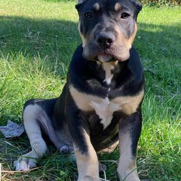 American Bullies from Herrera’s K9’s
