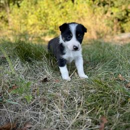 Dangerous - Tri-color male Border Collie puppy in Alexander, Maine from High Velocity Stockdogs