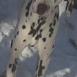 Achilles - White and liver brown male Dalmatian puppy in Toledo, Ohio from Exquisite Dalmatians & Standard Poodles