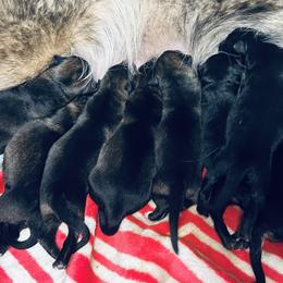 German Shepherd Puppies from Legacy K9’s