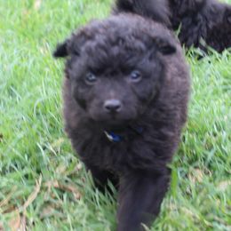 Frankenberry - Black Mudi puppy in Valley Mills, Texas from Graves Farm Mudi
