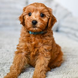 Zoe - Apricot female Cavapoo puppy in Tucson, Arizona from Sun Valley Goldendoodles