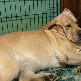 Labrador Retriever Puppies from Swinging Bridge Labrador Retrievers