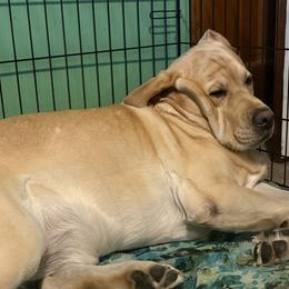 Labrador Retriever Puppies from Swinging Bridge Labrador Retrievers
