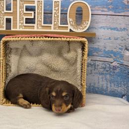 Chocolatte - Chocolate and cream male Dachshund puppy in Norwood, Missouri from Madra's Dashing Doxies