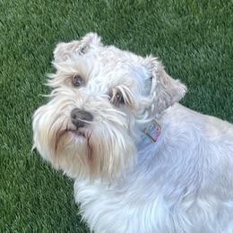 Lizzy  - Miniature Schnauzer