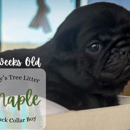 Maple - Pug puppy in Saint George, Utah from Adventure Pug Breeding