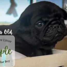Maple - Pug puppy in Saint George, Utah from Adventure Pug Breeding
