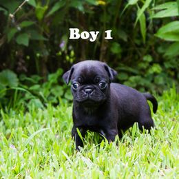 Twix - Black male Pug puppy in Hanna City, Illinois from Sauder Pugs