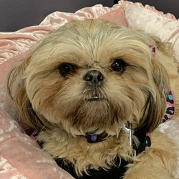 Maple - Shih Tzu
