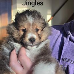Jingles - Sable and white male Shetland Sheepdog puppy in Wyoming, Minnesota from Crooked Creek Shelties
