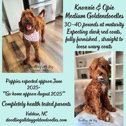 Goldendoodle puppies from Doodling All Day Goldendoodles
