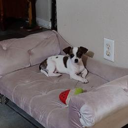 Boo - Blue brindled fawn female Chihuahua puppy in El Paso, Texas from JVJ Chihuahua