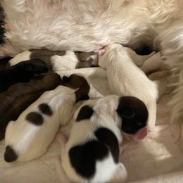 Shih Tzu Puppies from Marlene Kenney's Shih Tzus