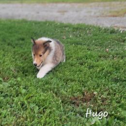 Hugo - Sable and white male Collie puppy in Mattoon, Illinois from Gold Leaf Collies