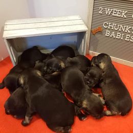 Miniature Schnauzers from Tara Clemm's Miniature Schnauzers