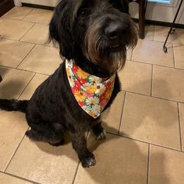 Socks - Labradoodle