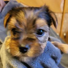 Standart Girl 1 - Blue and gold female Yorkshire Terrier puppy in Willow Grove, Pennsylvania from Willow Grove Yorkie