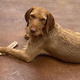 Wirehaired Vizslas from Savage Kennels LLC