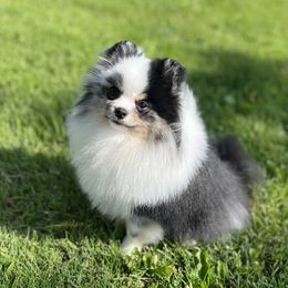 Gunner - Pomeranian
