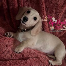 Dachshund Puppies from The Spotted Doxie