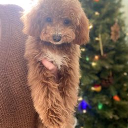 Goldendoodle and Poodle Puppies from French Creek Doodles