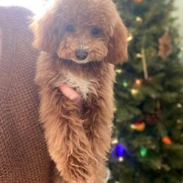 Goldendoodle and Poodle Puppies from French Creek Doodles