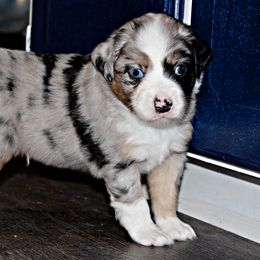 Miniature Australian Shepherd Puppies from Sand Dollar Aussies